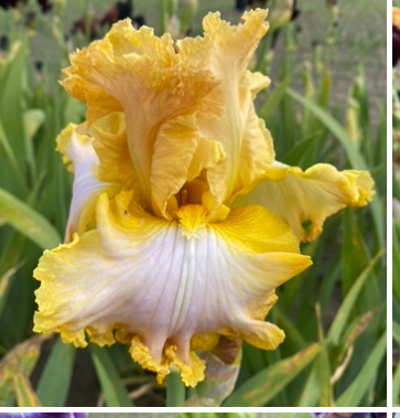 Whipped Honey (Вайпід Хоней)