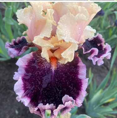 When Doves Cry (Зен Довес Край)