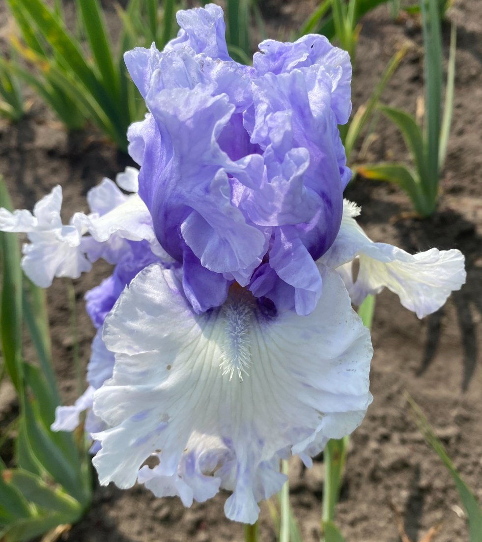 Wintry Sky (ВінтріСкай)
