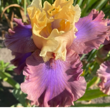 Show Your Colours (Шоу Ю Колорс)