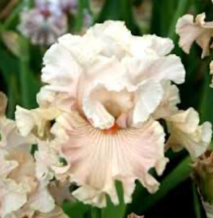 Wind Beneath My Wings (Вінд Беніз Май Вінгз)