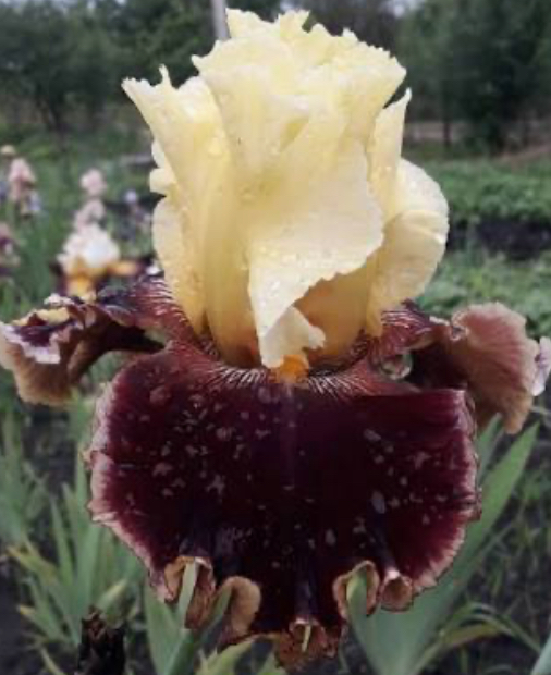 You Flirt (Ю Флірт)