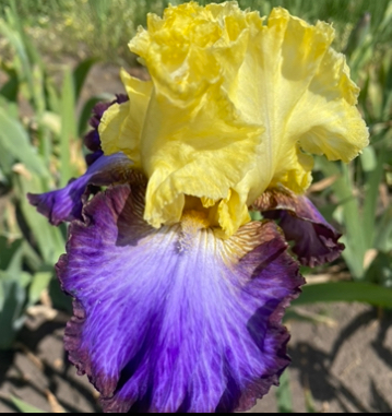 Adventurous (Едвентуроус)