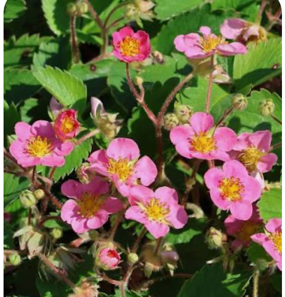 Рожева Панда