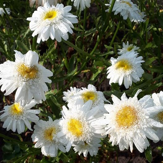 Ромашка Едельвейс